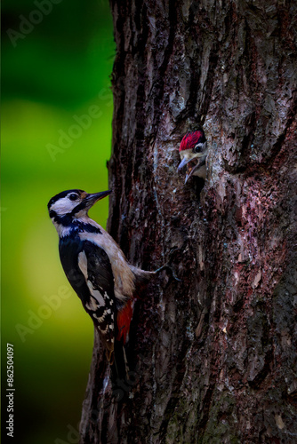 woodpecker
