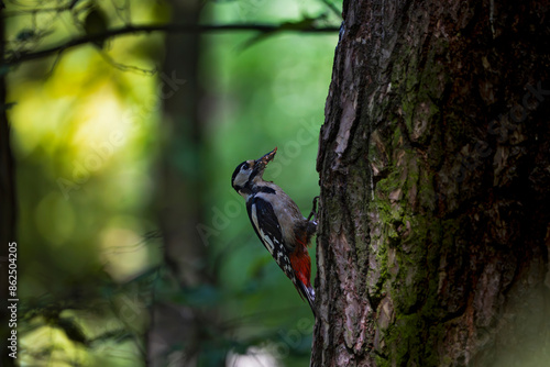 woodpecker