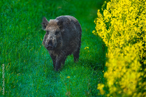 Wild boar