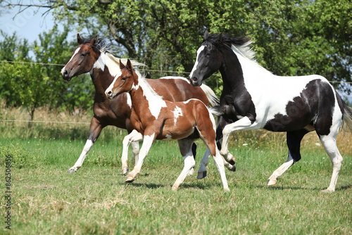 Three Paint horses running together
