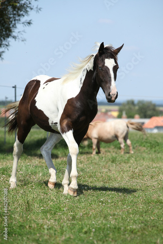 Nice youg paint horse running