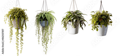 Office plants in a hanging planter. Isolated design element on the transparent background. photo