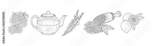 Tea Drink Brewing Herb and Fragrant Plant Vector Set