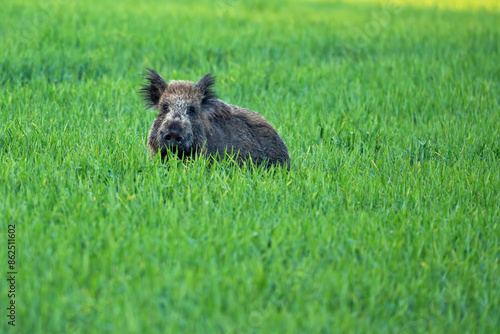 Wild boar
