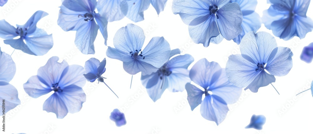 Delicate Blue Petals Falling Through White Delicate Blue Petals Falling Through White