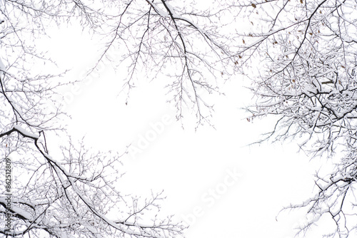 Wallpaper Mural Snow Covered Tree Branches In A Winter Forest Torontodigital.ca