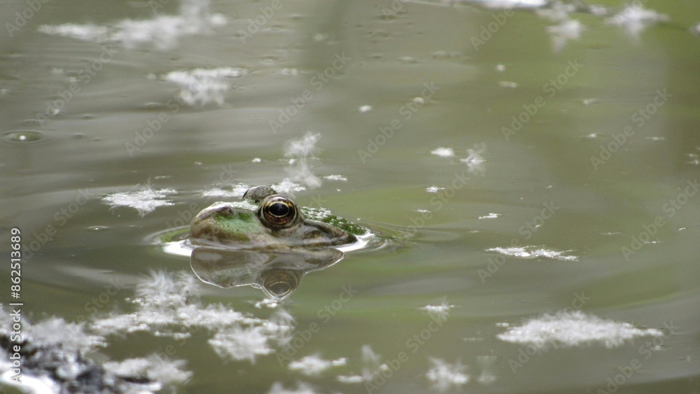 frog in water macro photo of a green frog in a swamp frog in water macro photo of a green frog in a swamp