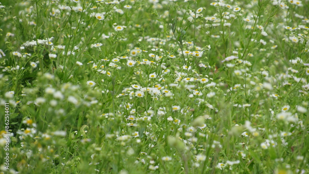 Fototapeta premium field of daisies. small beautiful daisies in the grass