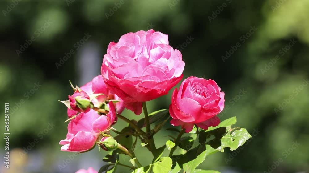 Vibrant pink Floribunda Rose blooming in a lush bush of vibrant green leaves Vibrant pink Floribunda Rose blooming in a lush bush of vibrant green leaves