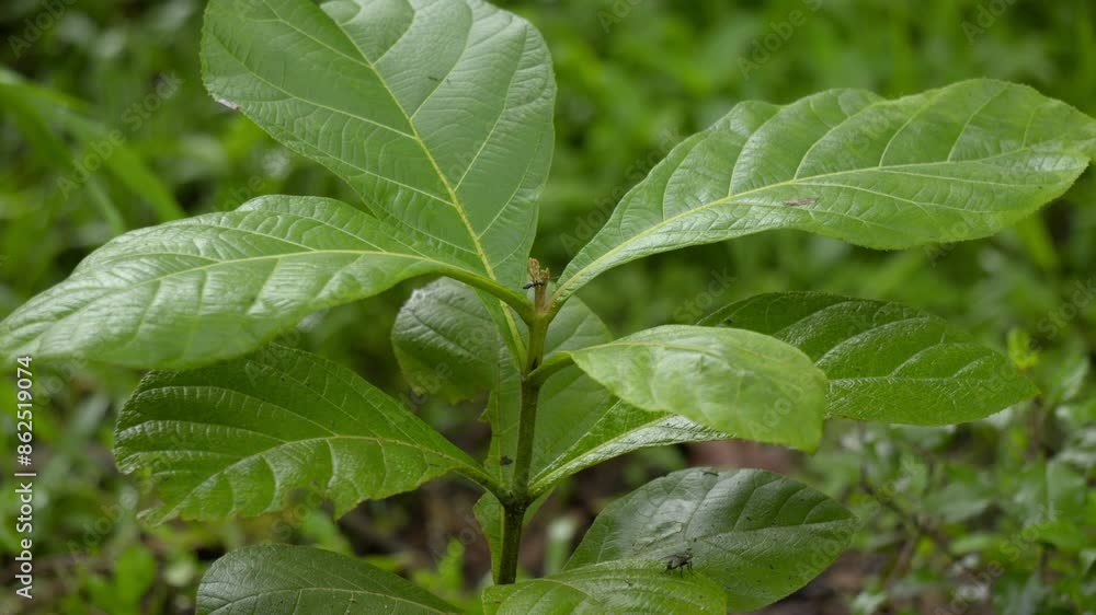 Teak Tree (Tectona grandis) is a tropical hardwood tree plantation teak wood family Lamiaceae. close up of teakwood plant Teak Tree (Tectona grandis) is a tropical hardwood tree plantation teak wood family Lamiaceae. close up of teakwood plant