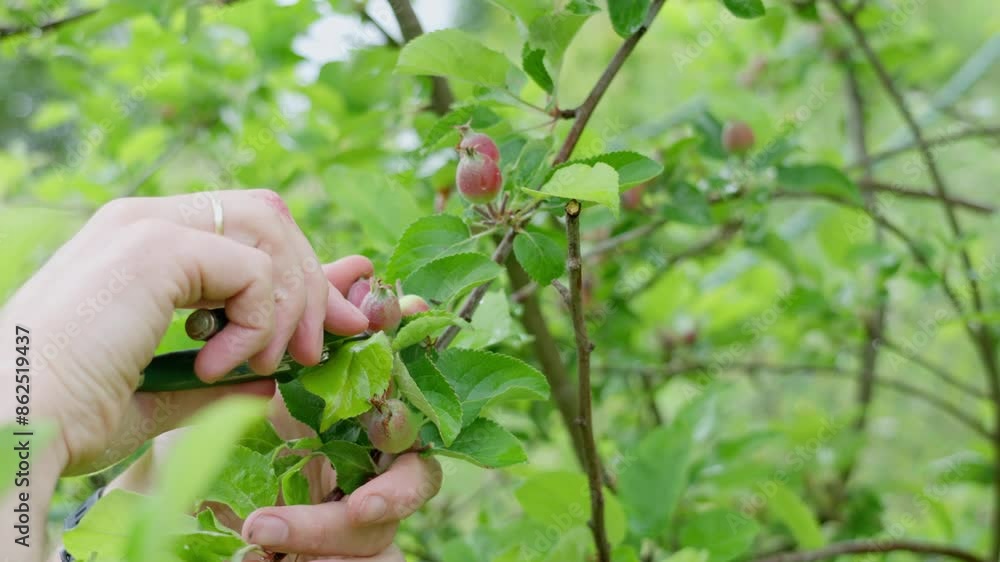 Closeup of hand pruning apple tree with cutter, removing small apples in a lush green garden Closeup of hand pruning apple tree with cutter, removing small apples in a lush green garden