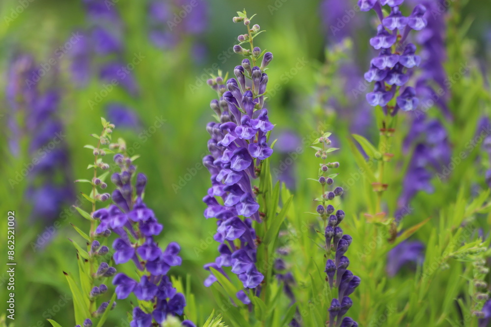 Naklejka premium Baikal skullcap, scutellaria baicalensis, medicinal plant.