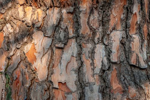 The bark of an old pine tree. Abstract background and texture for design