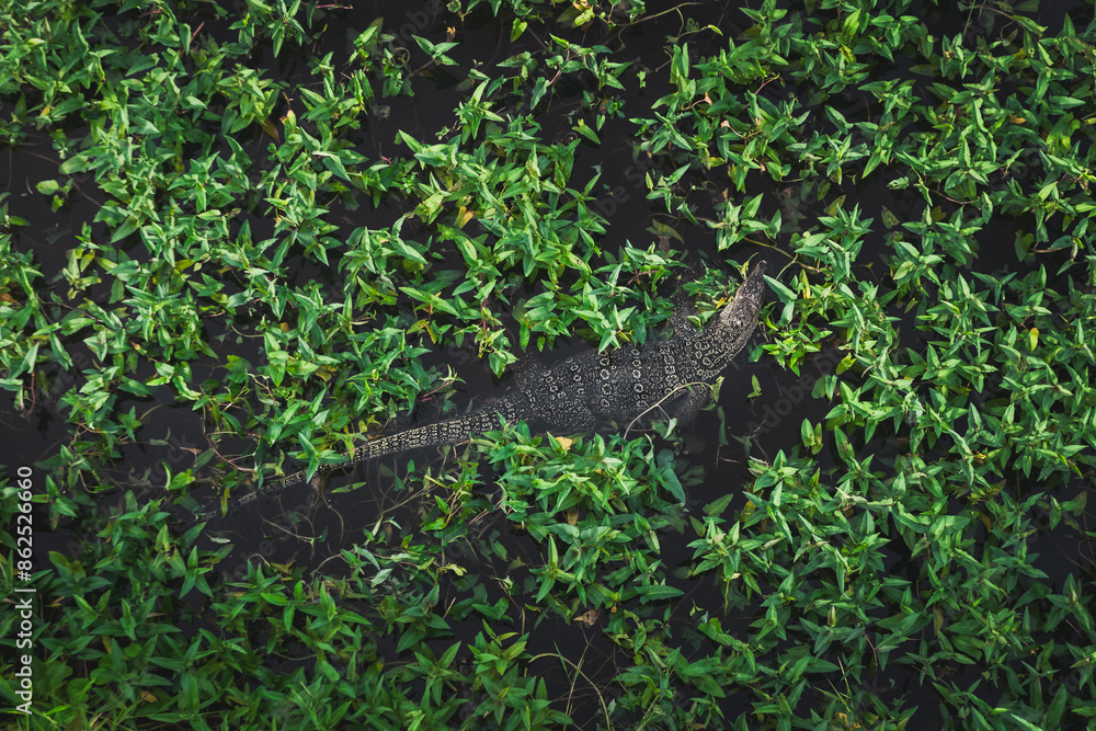 Obraz premium Monitor lizard swimming in a lake in a park in Bangkok, Thailand.