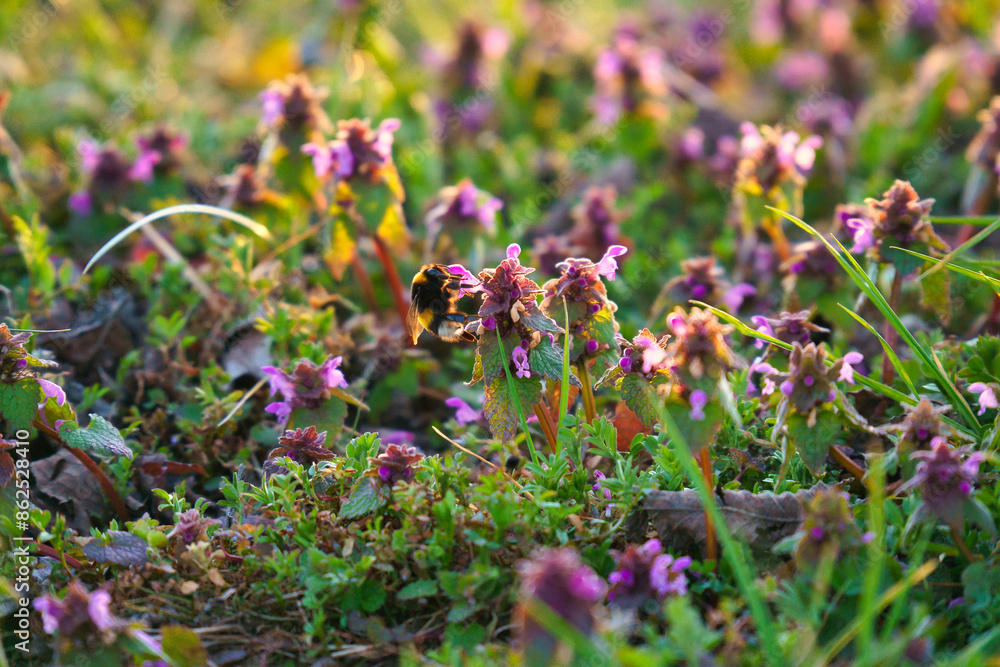 Fototapeta premium Bumblebee in a meadow illuminated by sunlight to collect nectar. Sunset, warm light