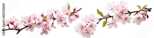 Blooming cherry blossom branch, isolated on a transparent background