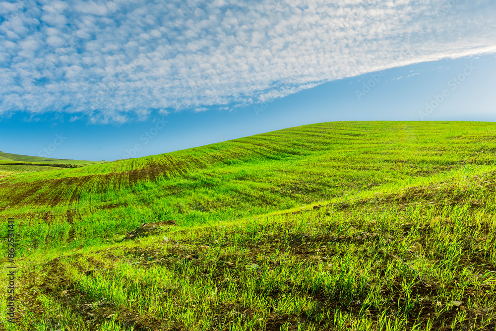 Naklejka premium green spring hills with young grass and amazing growing fields and hills with beautiful bright cloudy sunset on background of rural landscape