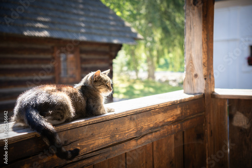 Grey and white domestic cat relaxing on the wooden railing of an old countryside house, Europe