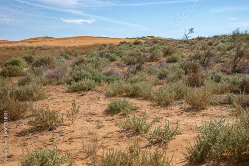 Shrubs in the semi-desert of the Republic of Kalmykia, Russia