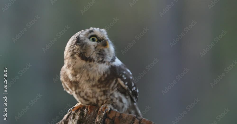 Owl at sunrise. Boreal owl, Aegolius funereus, perched on branch just before taking off. Typical small owl with big yellow eyes in first morning sun rays. Known as Tengmalm's owl. Owl at sunrise. Boreal owl, Aegolius funereus, perched on branch just before taking off. Typical small owl with big yellow eyes in first morning sun rays. Known as Tengmalm's owl.