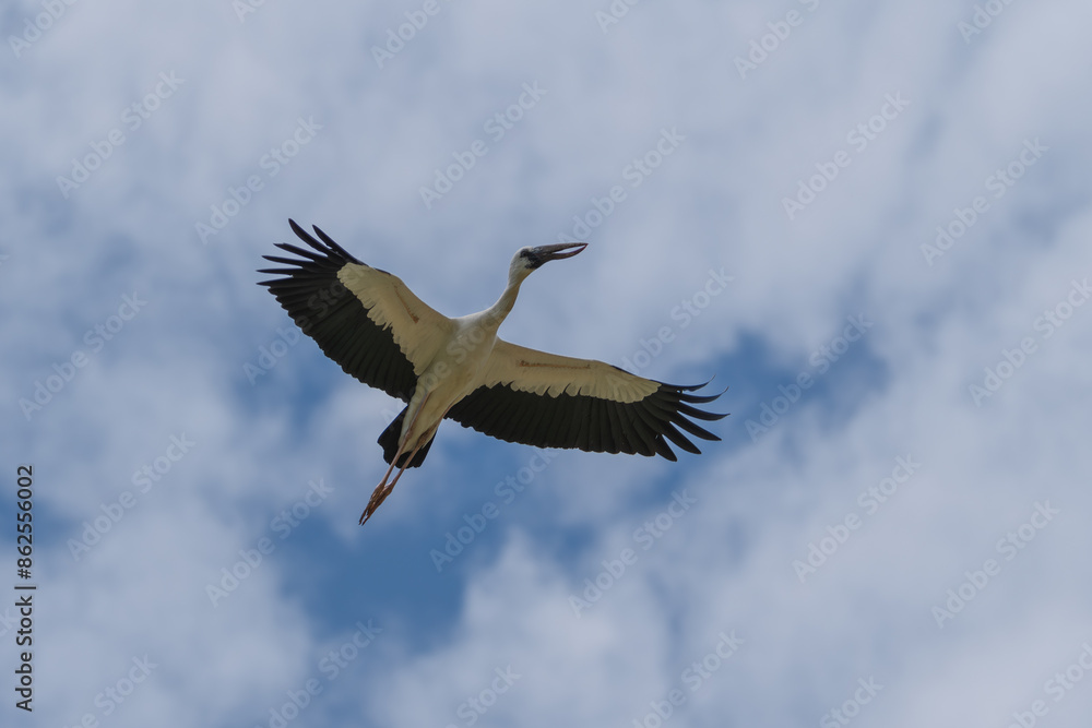 Fototapeta premium Asian Openbill in flight. The Asian openbill (Anastomus oscitans) is a large wading bird that belongs to the stork family