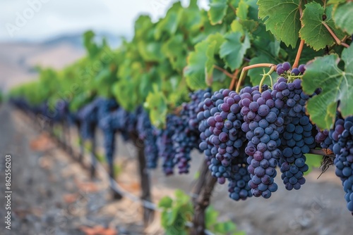 Wallpaper Mural A lush vineyard with bunches of grapes hanging from the vines, ready to be harvested. Torontodigital.ca