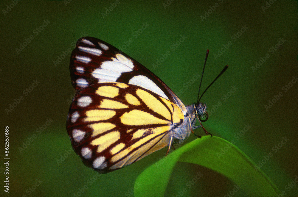 Belenois aurota, The Indian pioneer butterfly Belenois aurota, The Indian pioneer butterfly