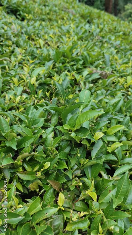 Green Tea leaves ,close up view ,Camellia sinensis Green Tea leaves ,close up view ,Camellia sinensis
