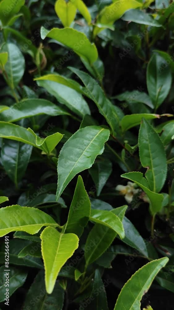 Tea plant leaves , extreme close up view of Camellia sinensis Tea plant leaves , extreme close up view of Camellia sinensis