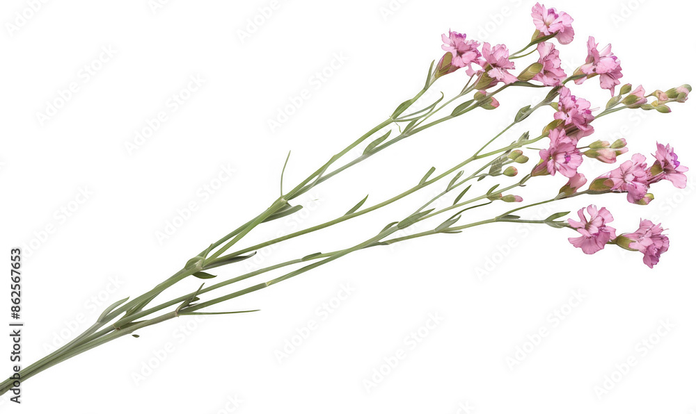 Obraz premium Pink Statice Flowers with Green Stems