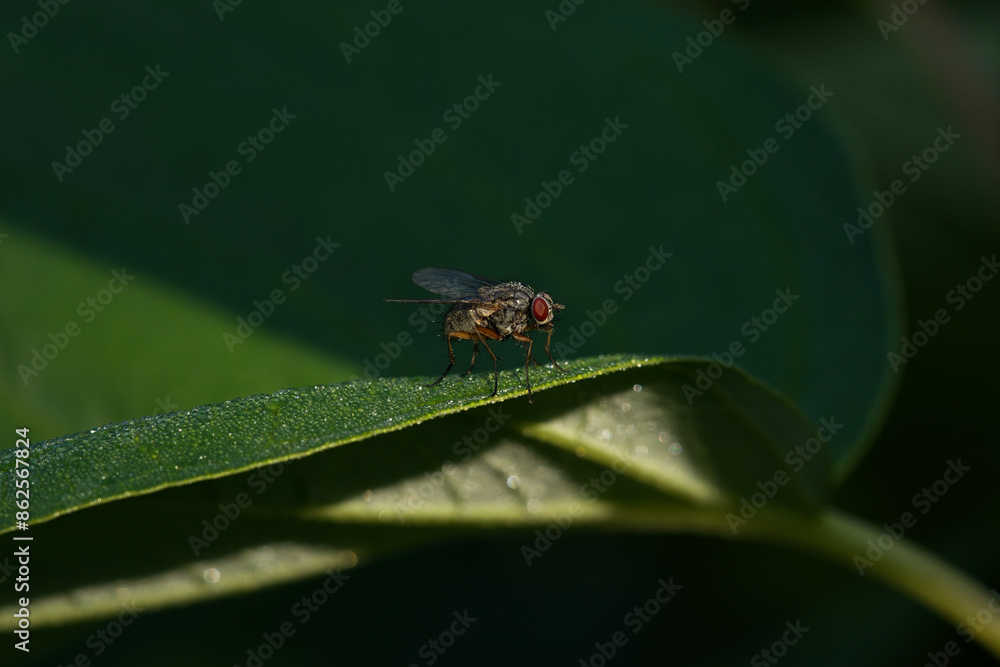 Fototapeta premium Housefly on leaf