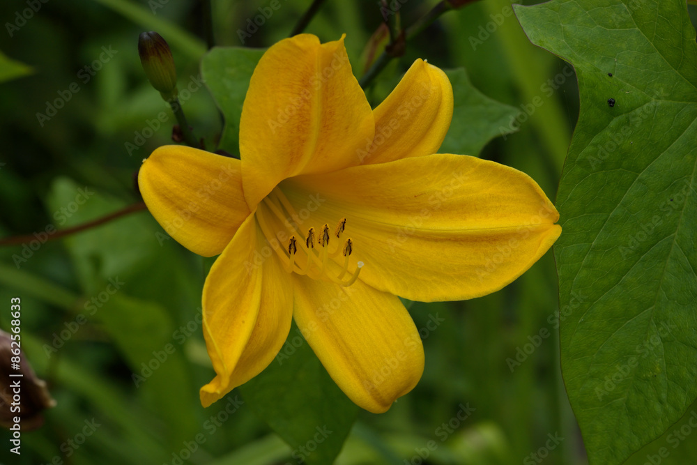 Obraz premium Yellow daylily, or Yellow daylily