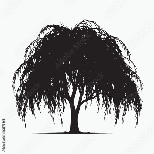 black silhouette of willow tree isolated white background