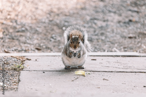 squirrel in the park