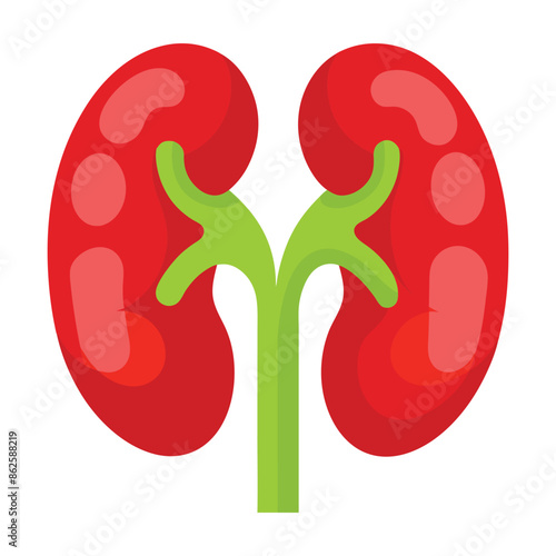 illustration of human kidneys on white