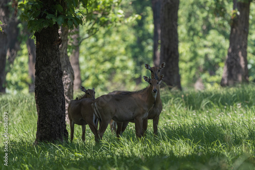 The Nilgai (Boselaphus tragocamelus), also known as the Blue bull, is the largest antelope in Asia and is commonly found in northern India and eastern Pakistan.  photo