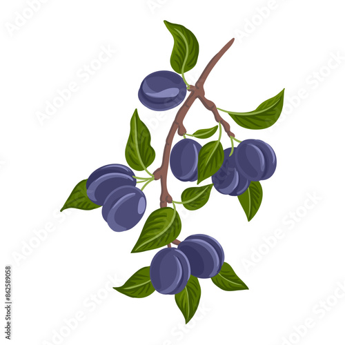 vector drawing plum tree branch with fruits and green leaves isolated at white background, hand drawn illustration