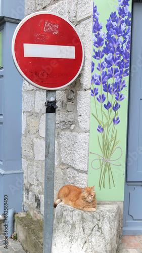 chat au début de la rue photo