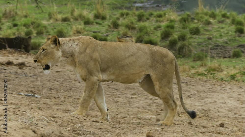 Lioness walks right to left passing first a male lion resting in background and then another lioness. Eventually she stops looking into the distance.
