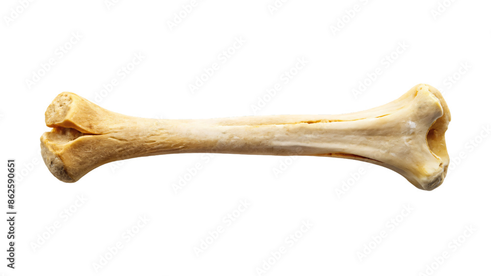 Single bone isolated on a white background Single bone isolated on a white background