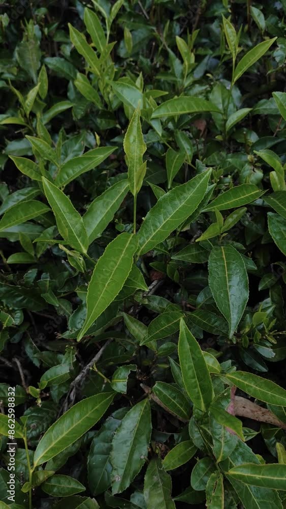Tea leaves , tea plantation close-up Tea leaves , tea plantation close-up