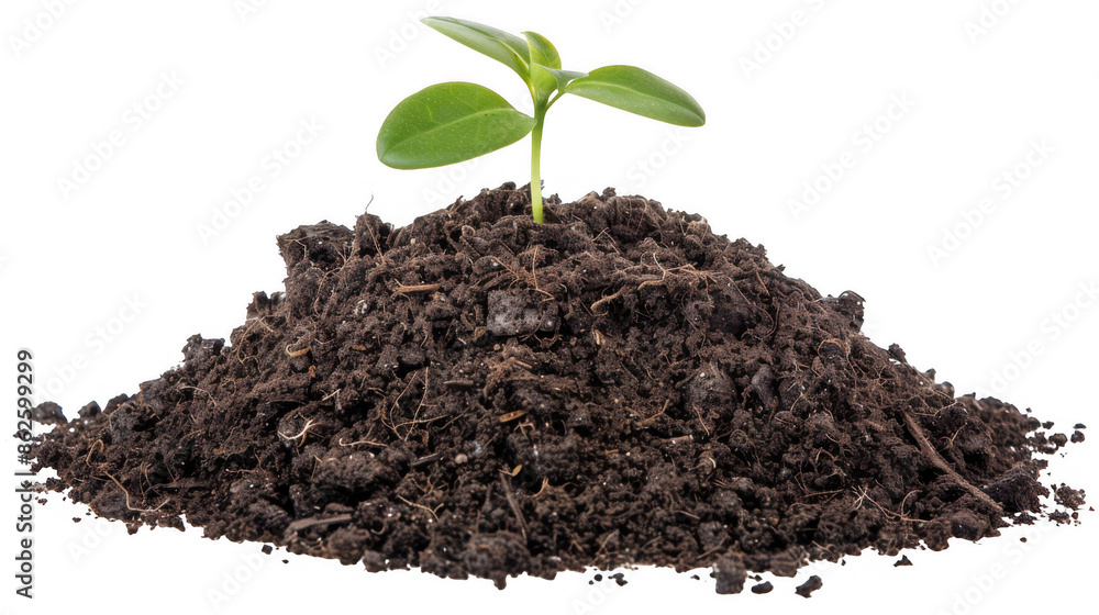 Green Seedling Sprouting from Dark Soil Green Seedling Sprouting from Dark Soil