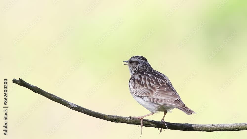 Woodlark, Lullula arborea. A bird sings sitting on a branch on a beautiful pastel background Woodlark, Lullula arborea. A bird sings sitting on a branch on a beautiful pastel background
