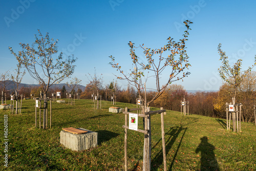 Young aplle tree orchard above Hradek village in Slezske Beskydy mountains in Czech republic photo