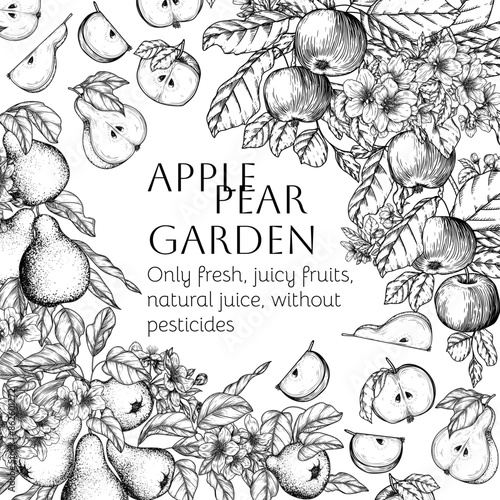 Vector frame of a tree branch with blossoms and fruits. Apple and pear trees in engraving style	