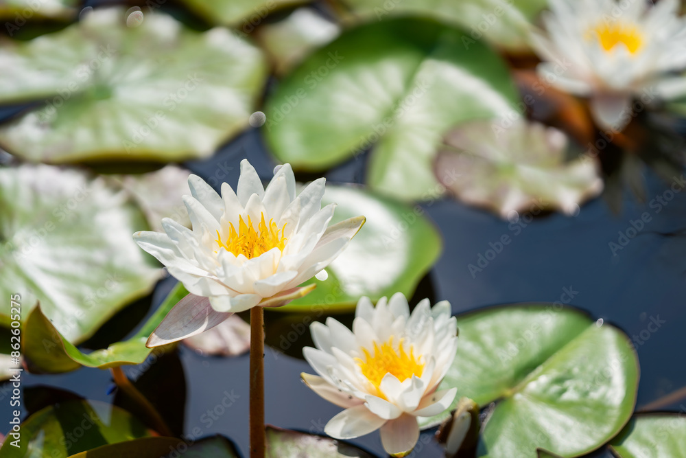 White water lily (Nymphaea) in garden pond. Garden pond with with Waterlilies (Nymphaea sp.). Floral background. White water lily (Nymphaea) in garden pond. Garden pond with with Waterlilies (Nymphaea sp.). Floral background.