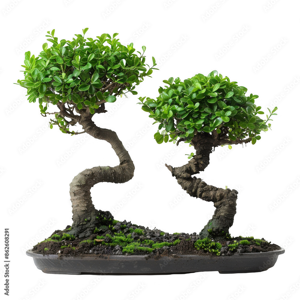 Two Small Bonsai Trees with Dense Foliage Two Small Bonsai Trees with Dense Foliage
