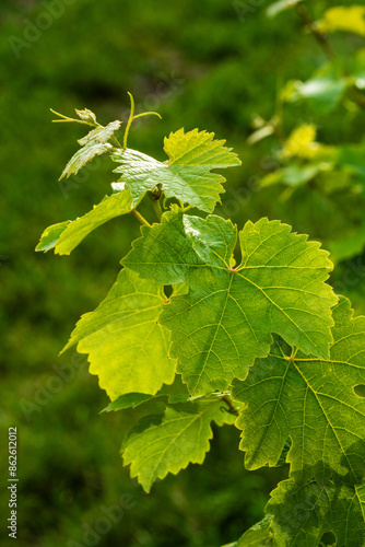 Transparence et vitalité : la magie des jeunes feuilles de vigne