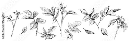 Hand drawn branch vintage illustration. Rose leaf isolated collection element on white background. Black and white hand drawn branch vintage engraved ink art.