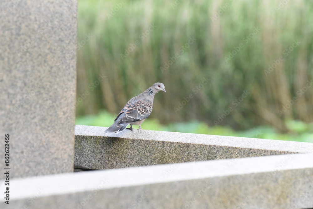 zebra dove in the park